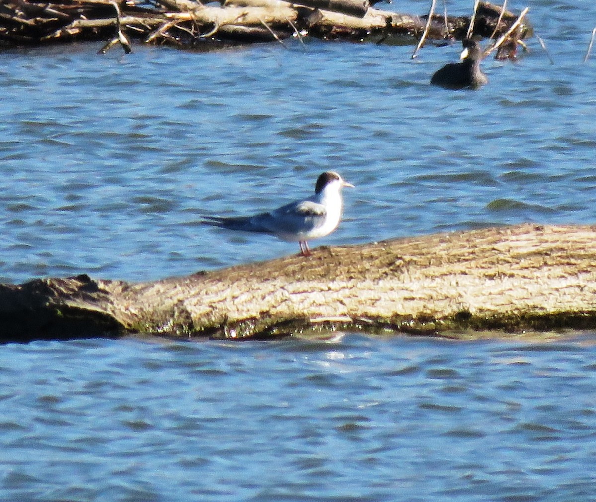 Common Tern - ML71495141