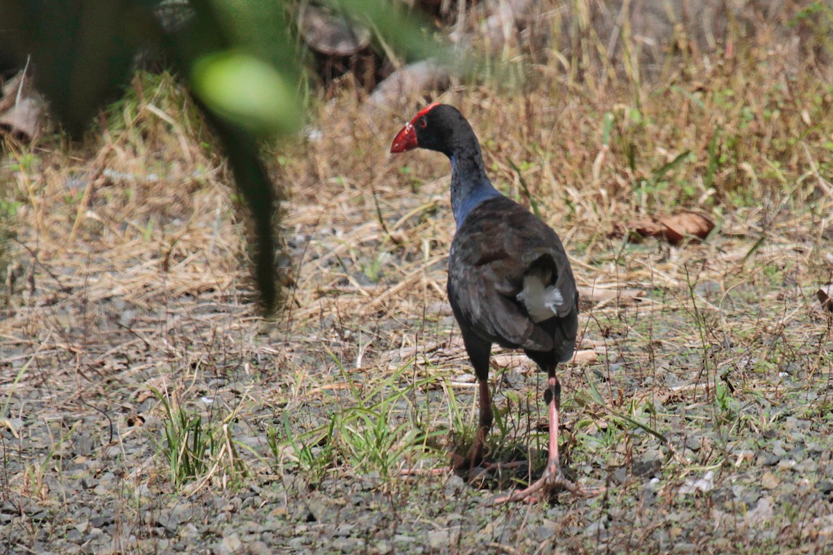 Australasian Swamphen - ML71495221