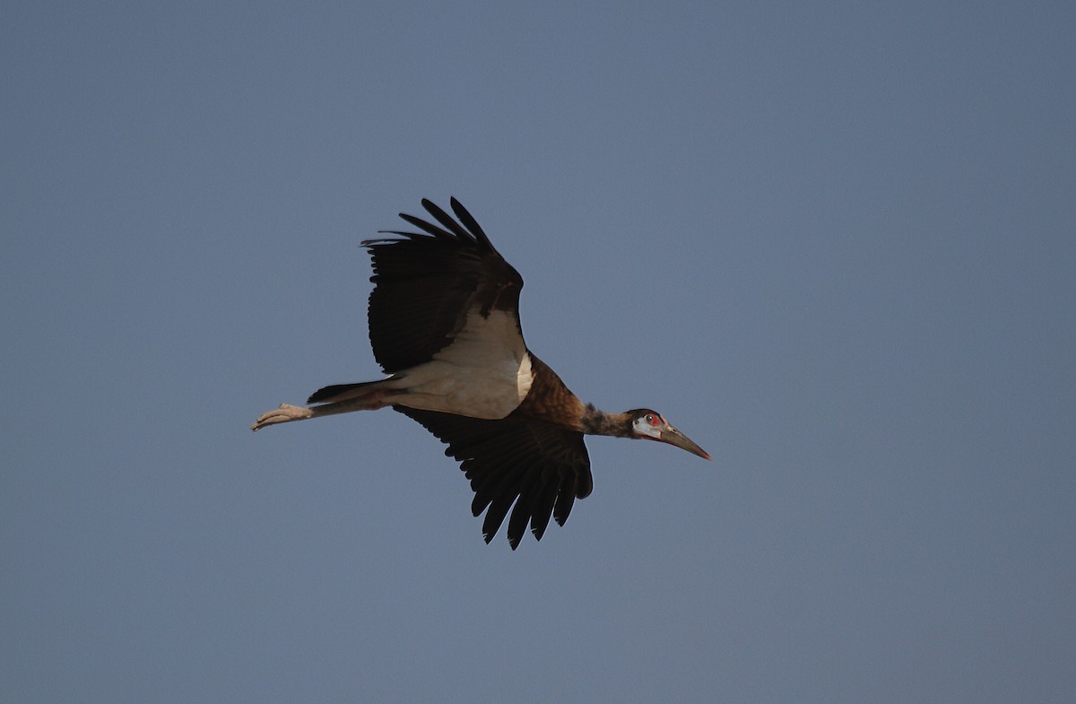 blåmaskestork - ML714954