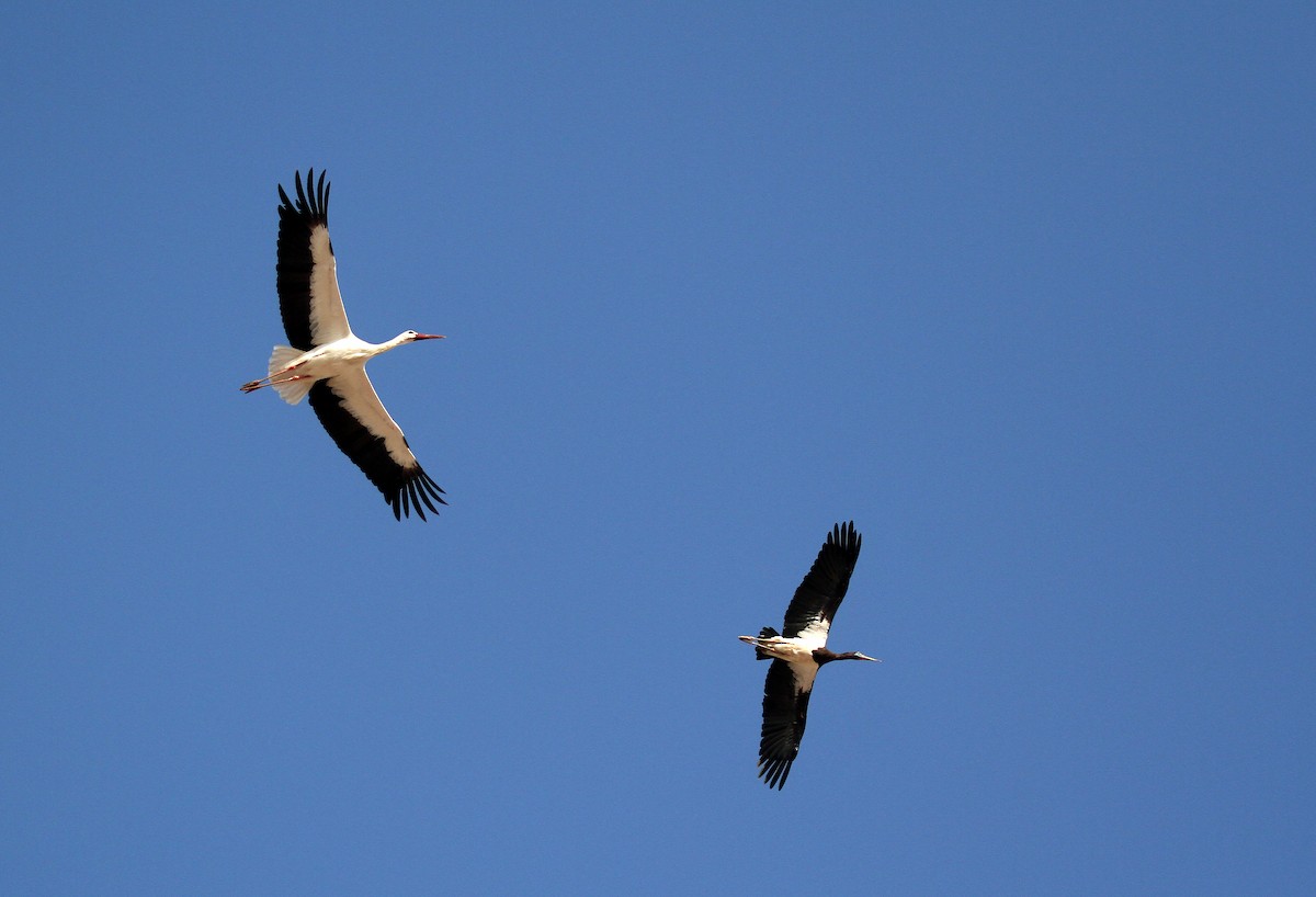 blåmaskestork - ML714955