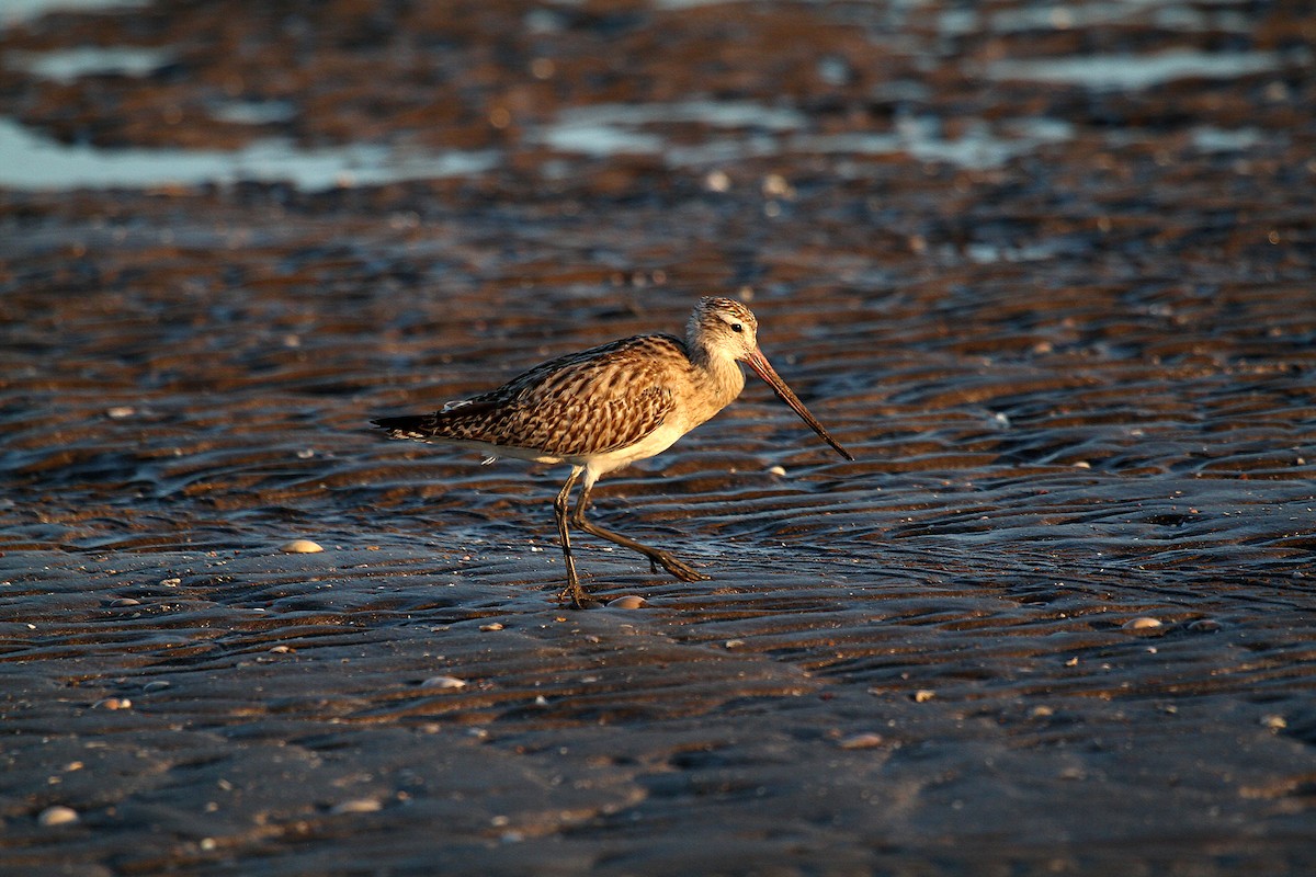 Bar-tailed Godwit - ML714970