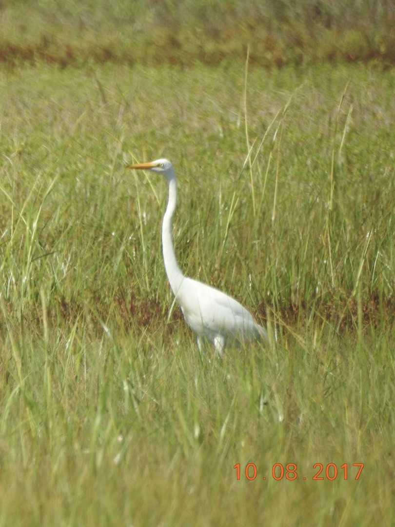 Great Egret - ML71497101