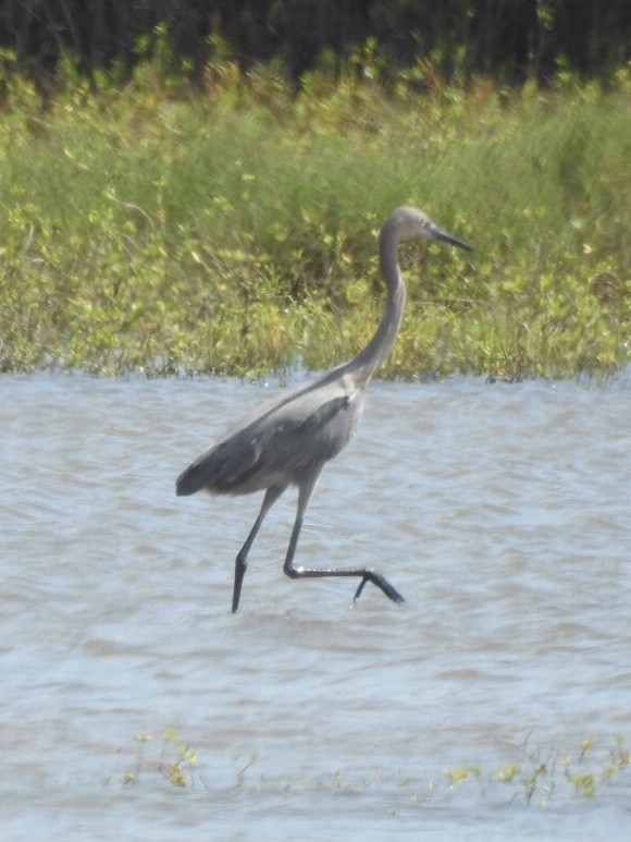 Reddish Egret - ML71497251