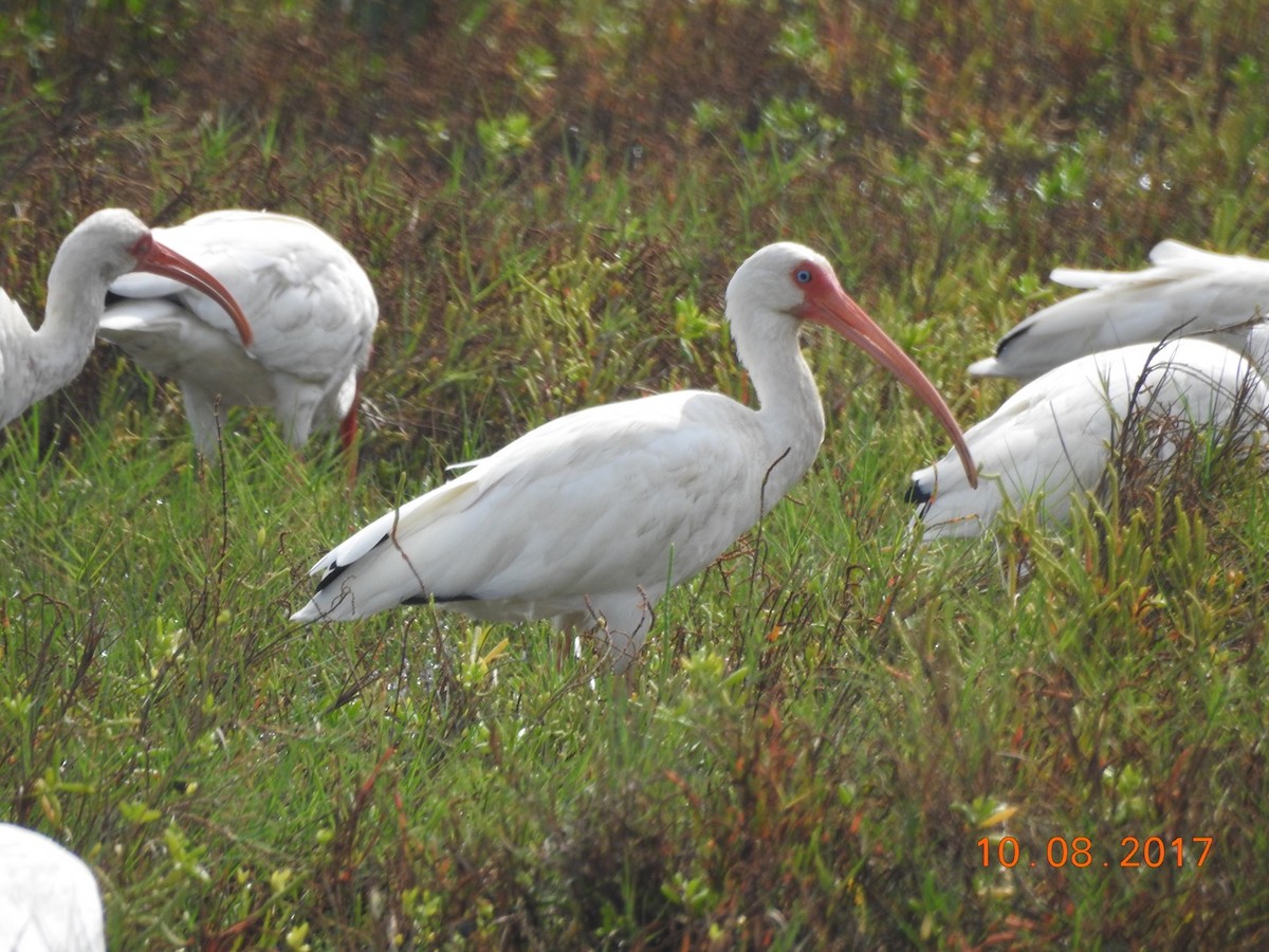 White Ibis - ML71497261