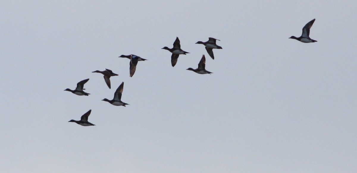 American Wigeon - ML71497471