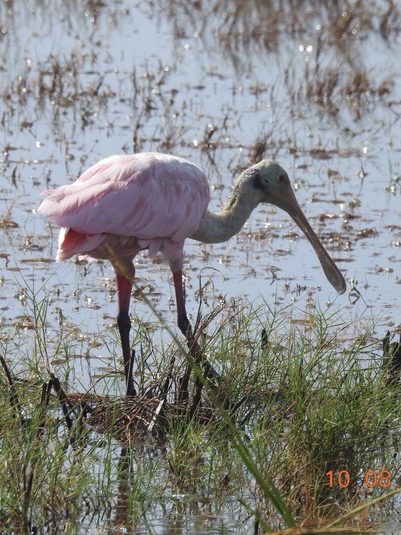 Roseate Spoonbill - ML71497701