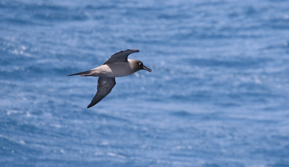 Graumantelalbatros - ML714980