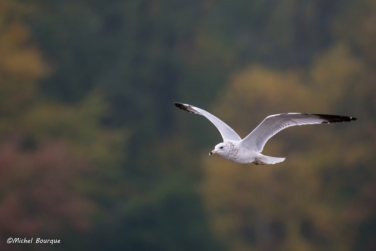 Ring-billed Gull - ML71498781