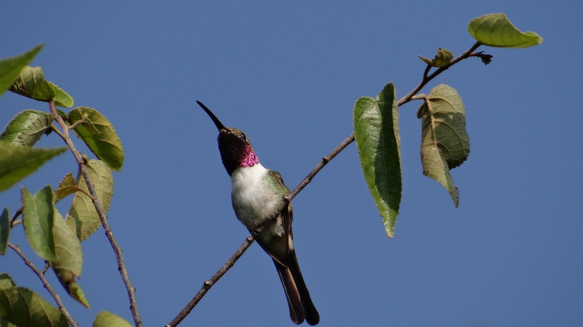 Mexican Sheartail - ML71498821