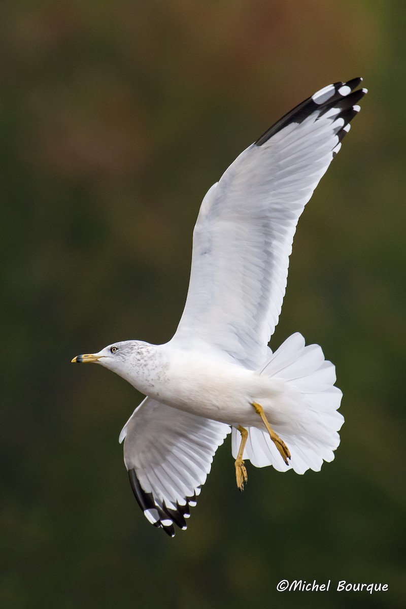 Ring-billed Gull - ML71498831