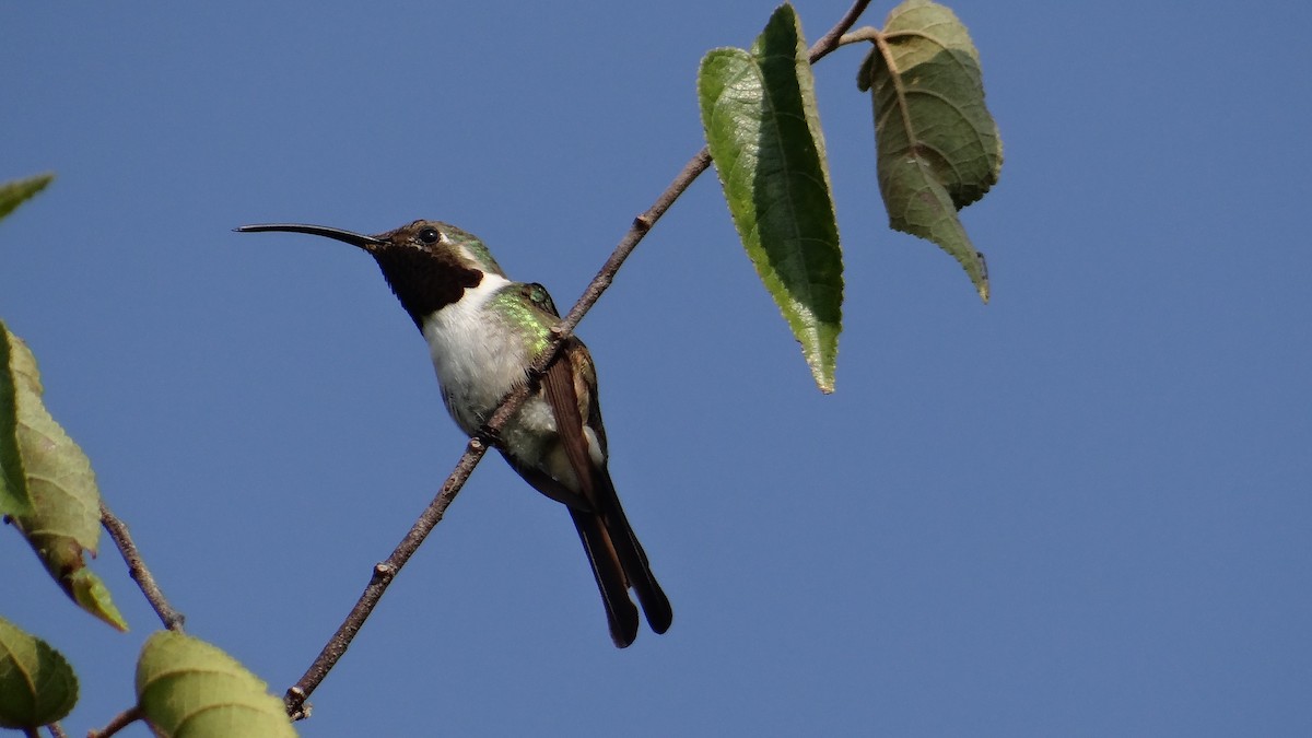 Mexican Sheartail - ML71498931