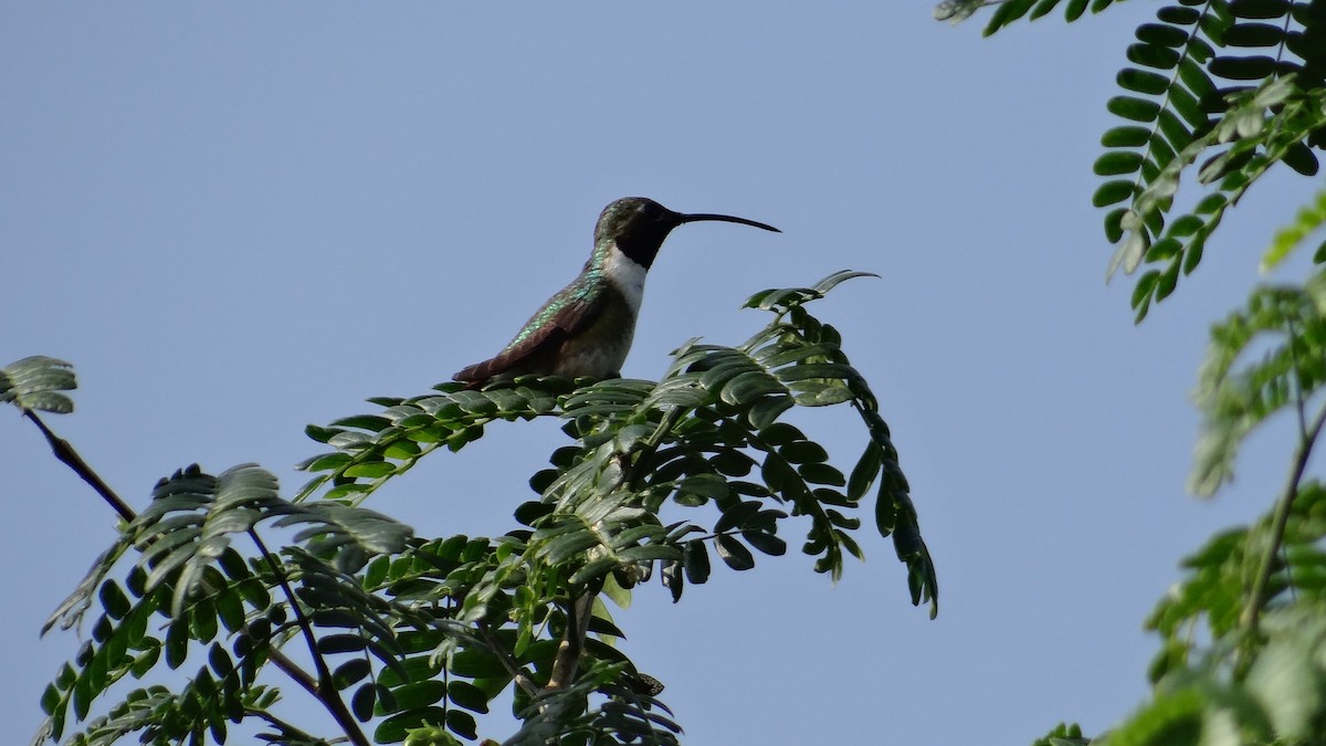 Mexican Sheartail - Aurelio Molina Hernández