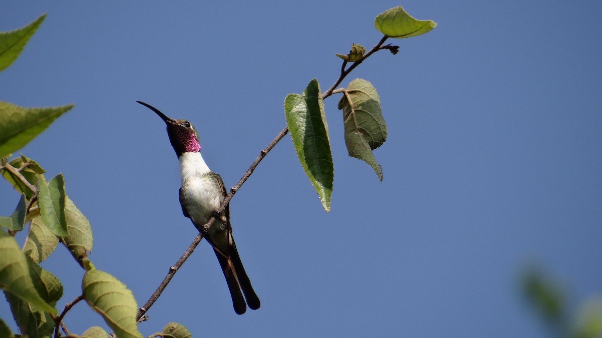 Mexican Sheartail - ML71499281