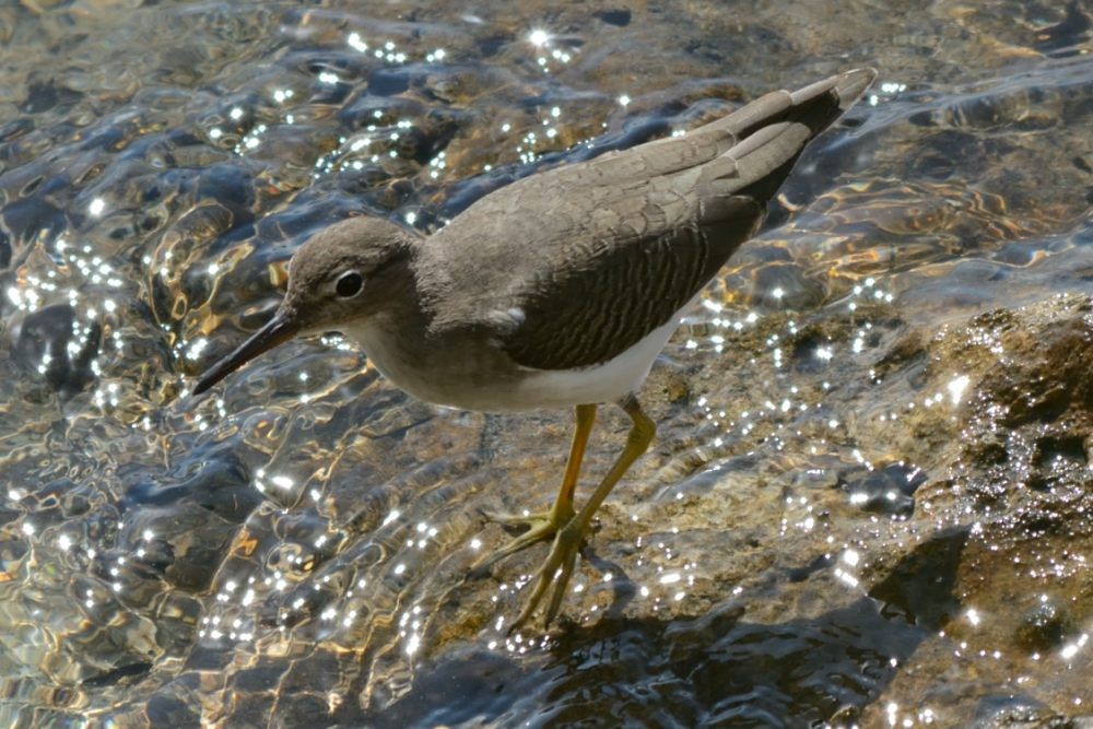 Spotted Sandpiper - ML71500521