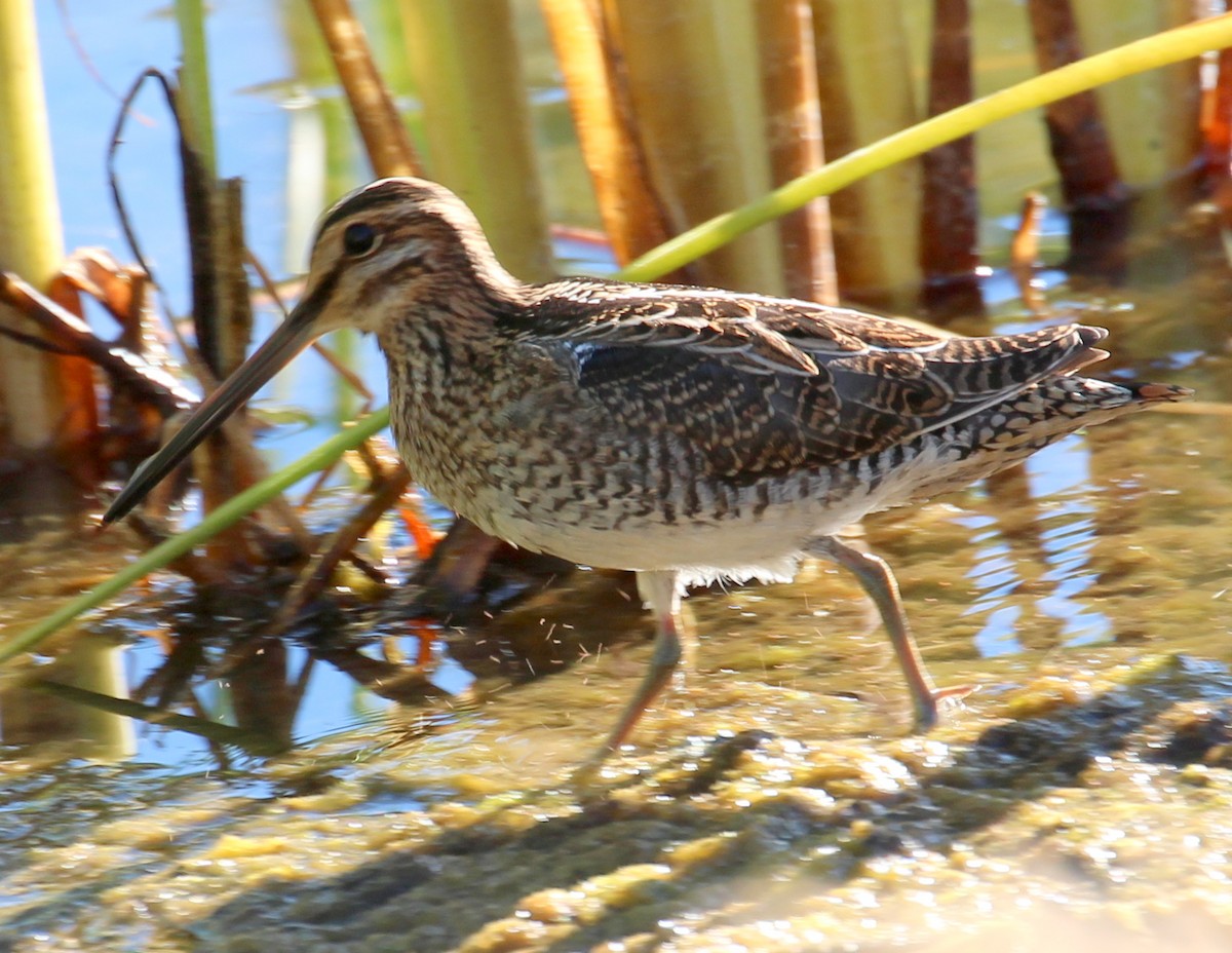 Wilson's Snipe - ML71501191