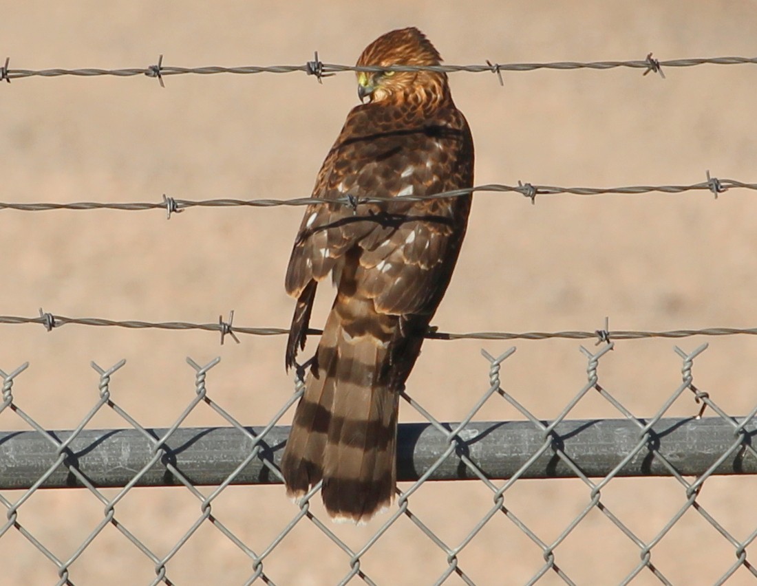 Cooper's Hawk - ML71501281