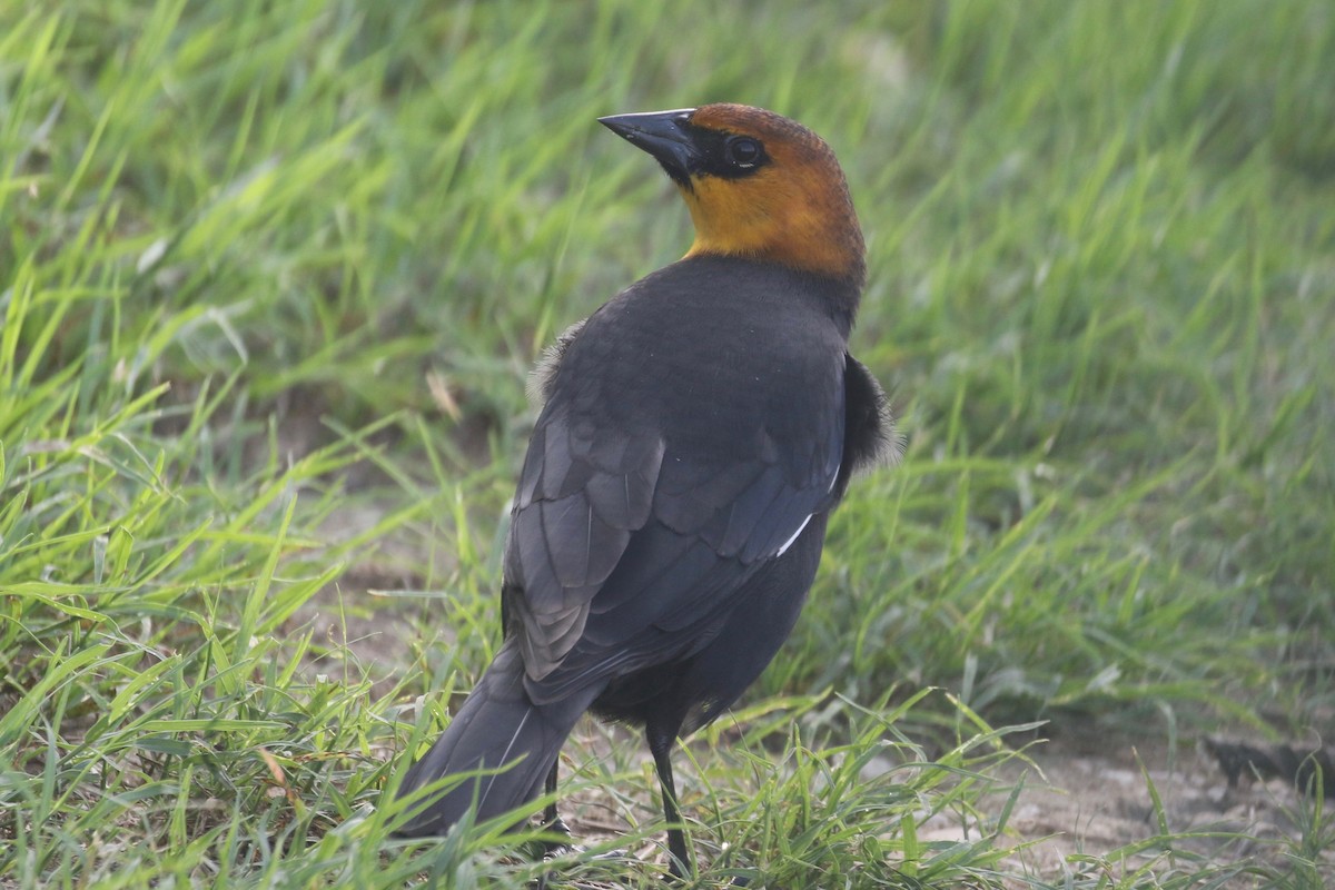 Yellow-headed Blackbird - ML71501501