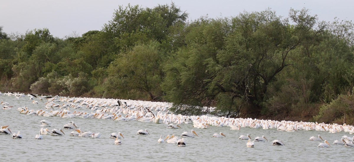 American White Pelican - Christian Fernandez