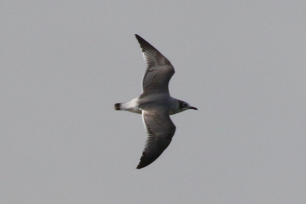 Franklin's Gull - ML71501731