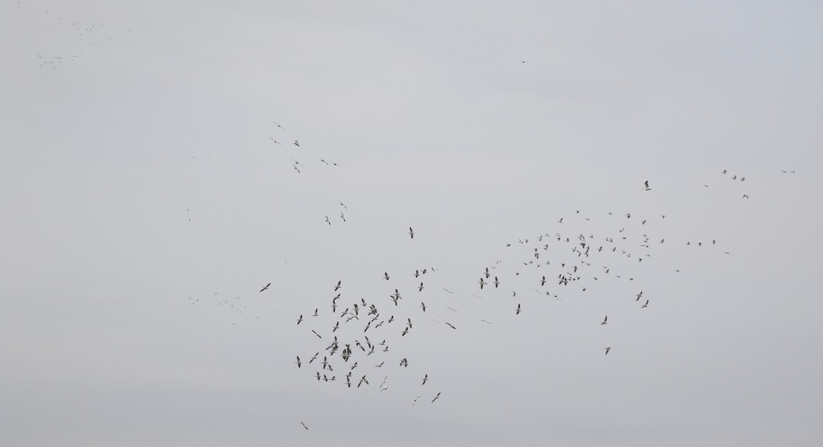 American White Pelican - ML71501821