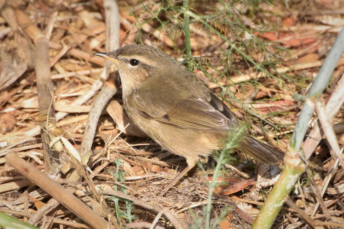 Dusky Warbler - ML71504451