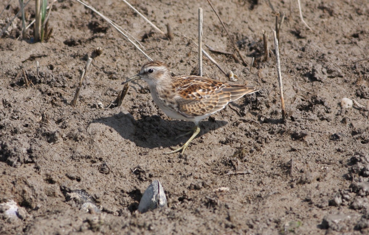 Least Sandpiper - ML71504891