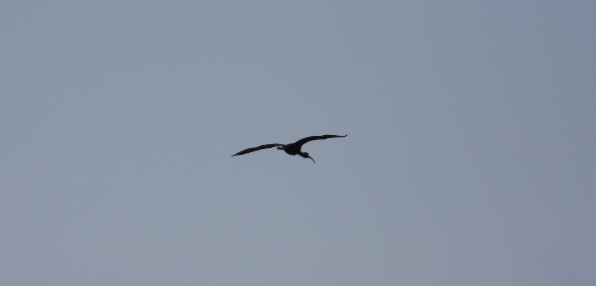 Glossy Ibis - ML71505091