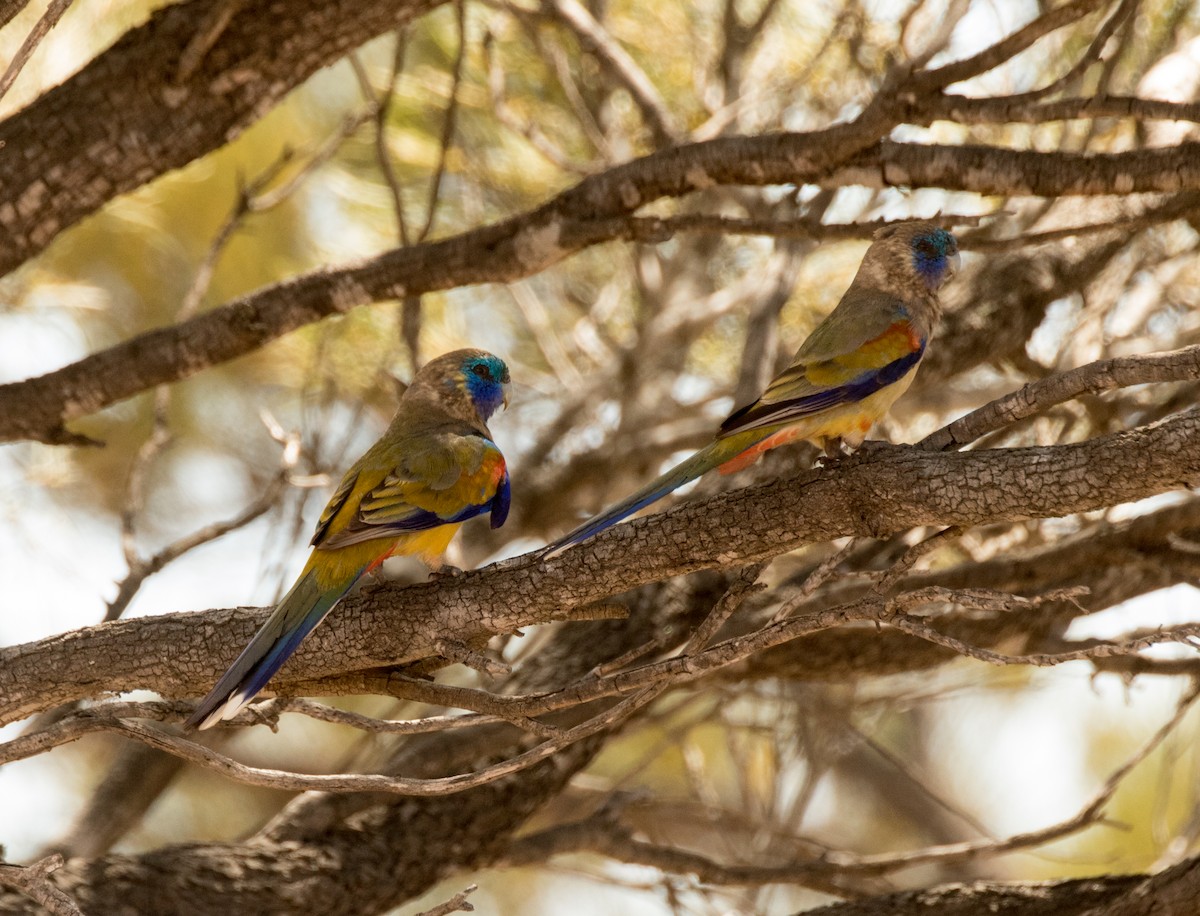Naretha Bluebonnet - Bruce Wedderburn