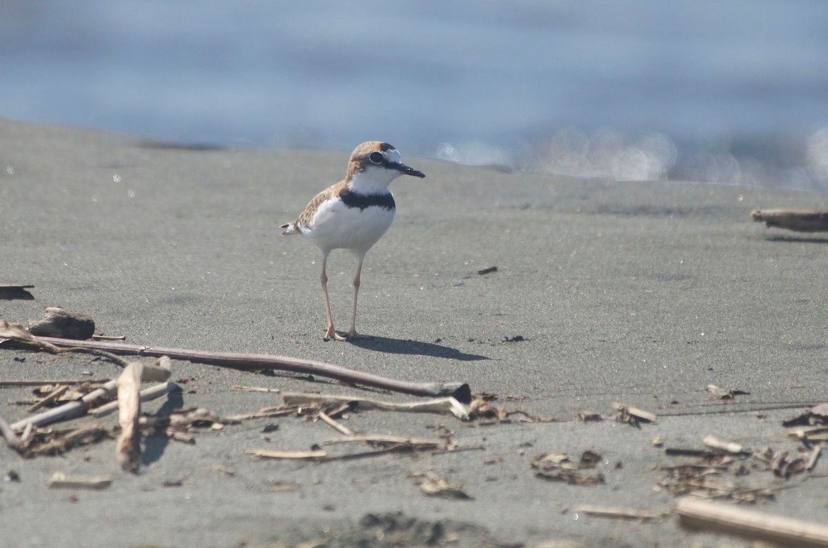 Collared Plover - ML71508061