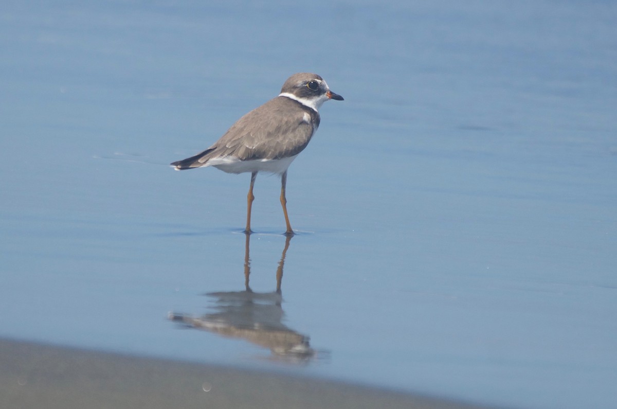 Semipalmated Plover - ML71508171