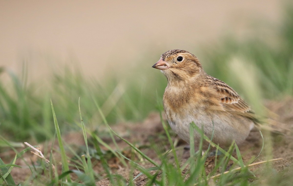 Thick-billed Longspur - Jonah  Benningfield