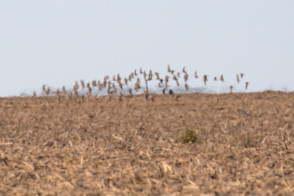 Mountain Plover - Janeal W. Thompson