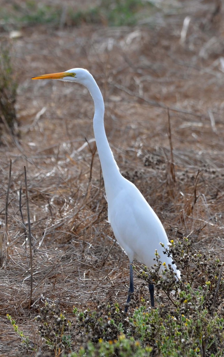 Great Egret - Tom Unsicker