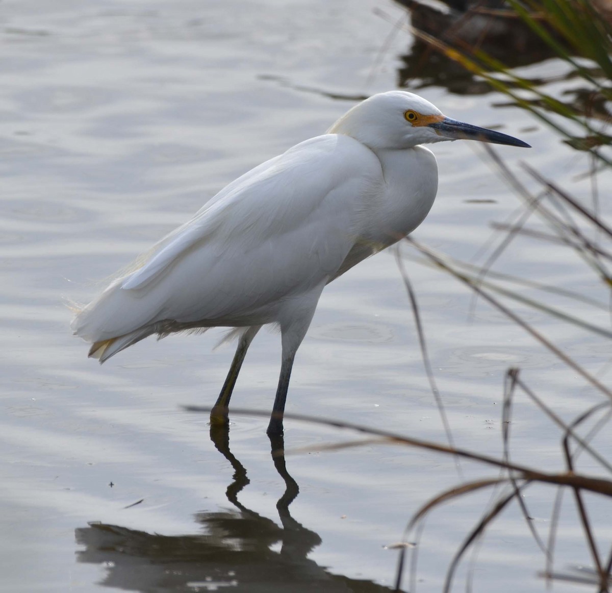 Snowy Egret - ML71510071