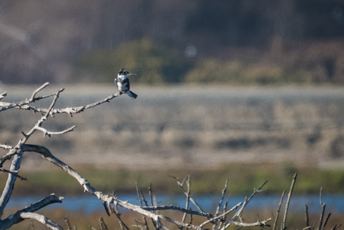 Belted Kingfisher - ML71511531