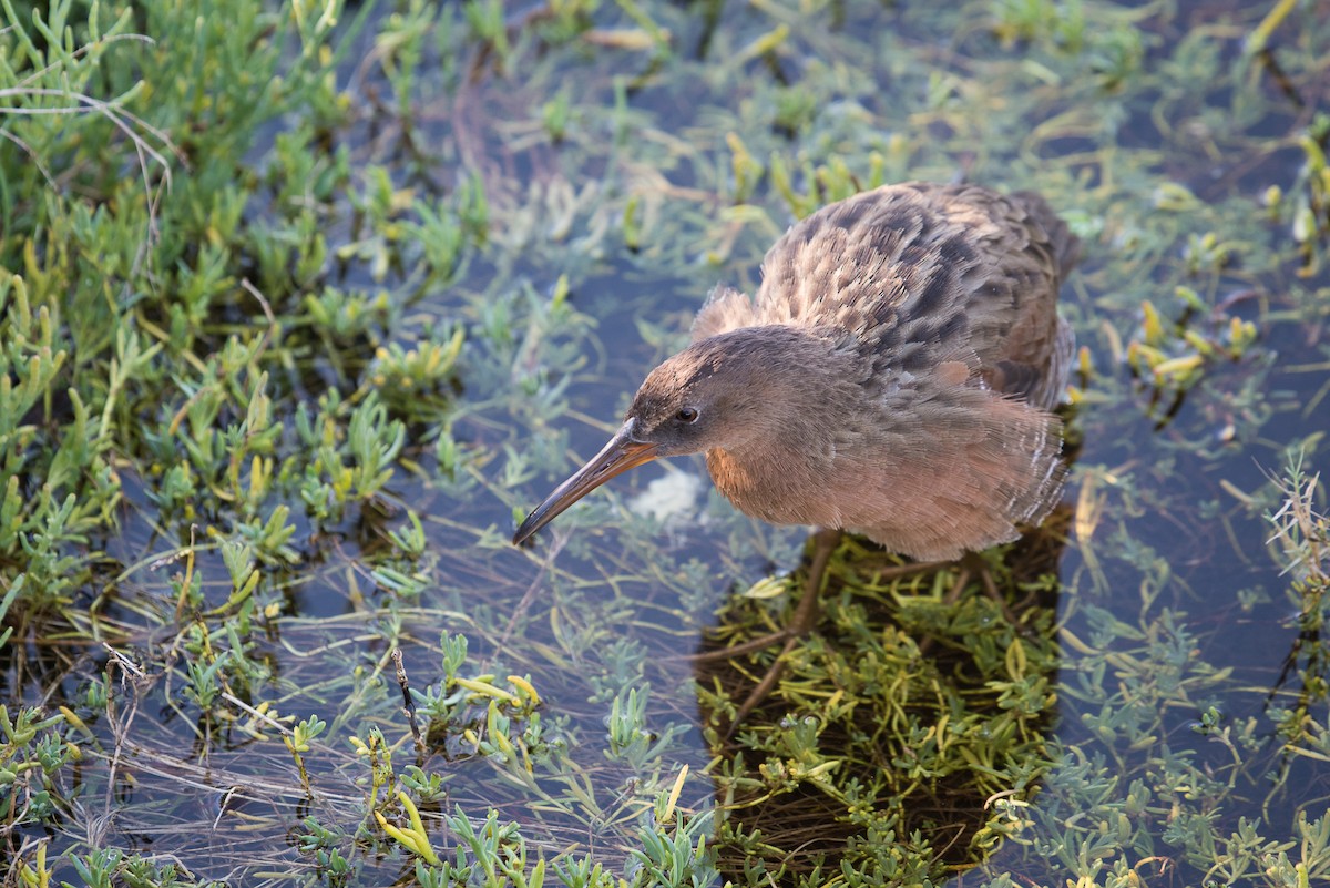 Ridgway's Rail - ML71511561