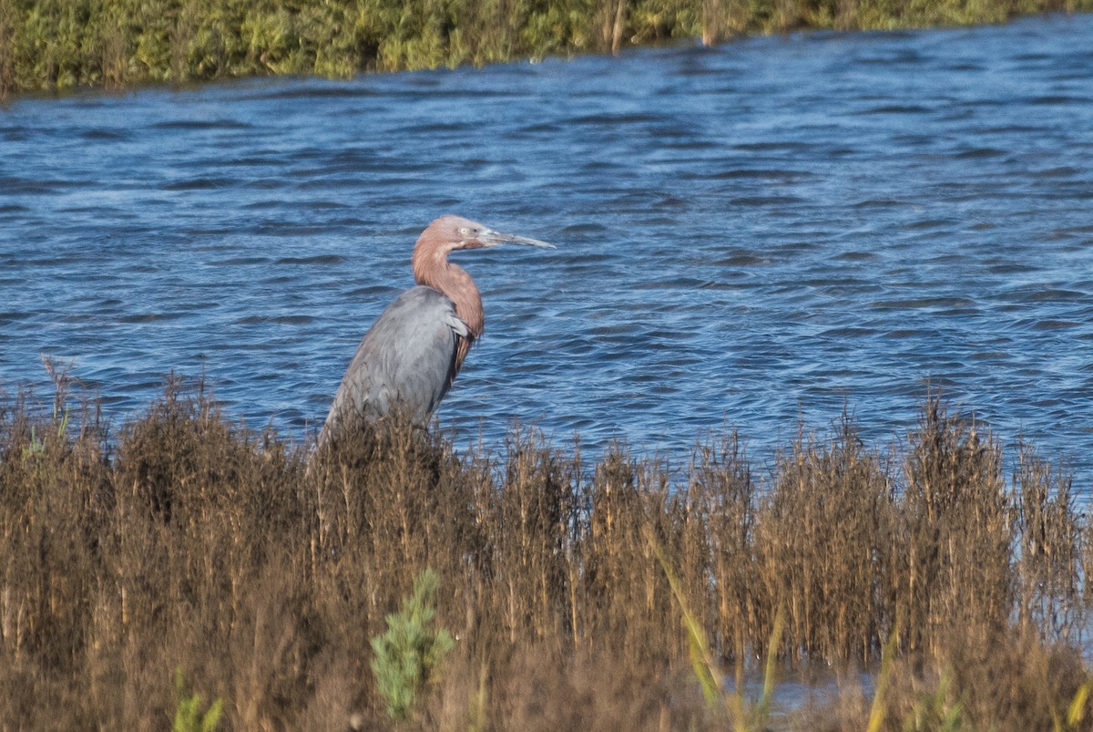 Reddish Egret - ML71511581