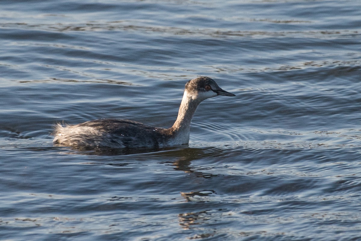 Eared Grebe - ML71511591