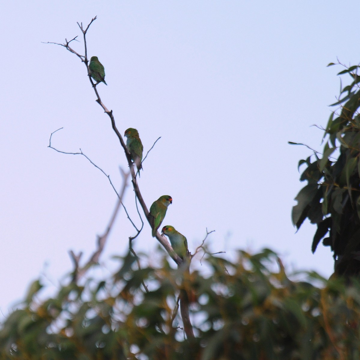 Purple-crowned Lorikeet - ML71511631