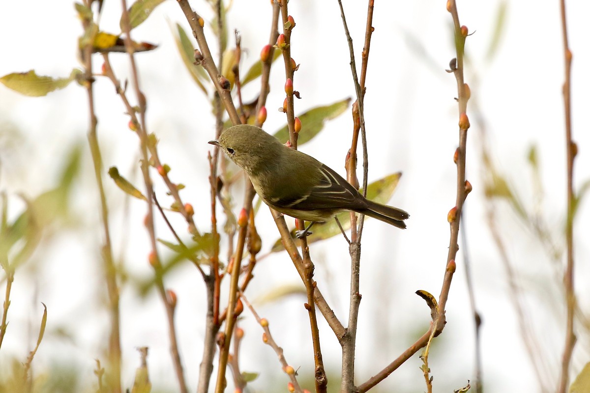 Hutton's Vireo - ML71515101