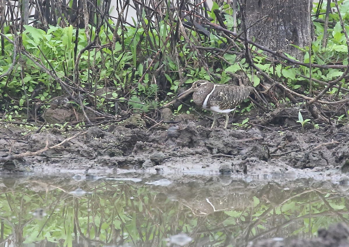 Australian Painted-Snipe - ML71517941