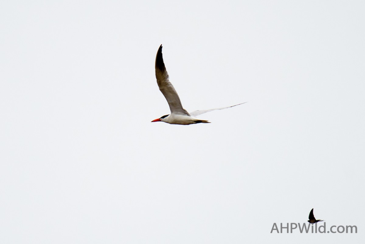 Caspian Tern - ML71519581