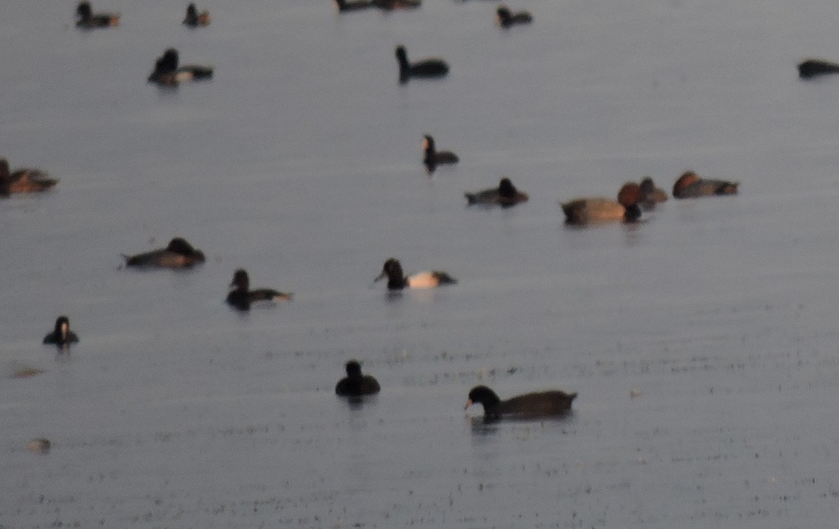 Greater Scaup - ML71519901