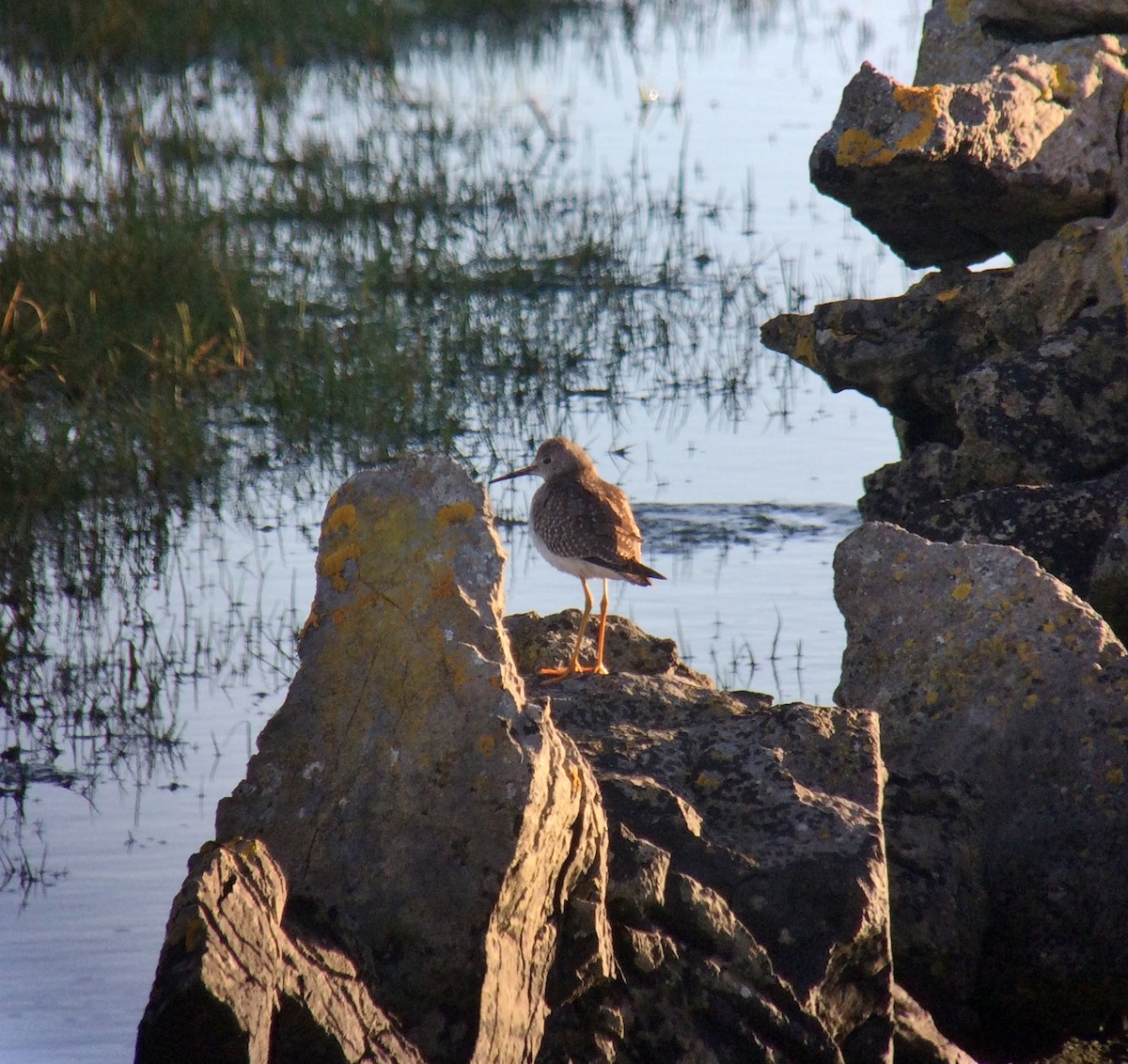 Lesser Yellowlegs - ML71520191