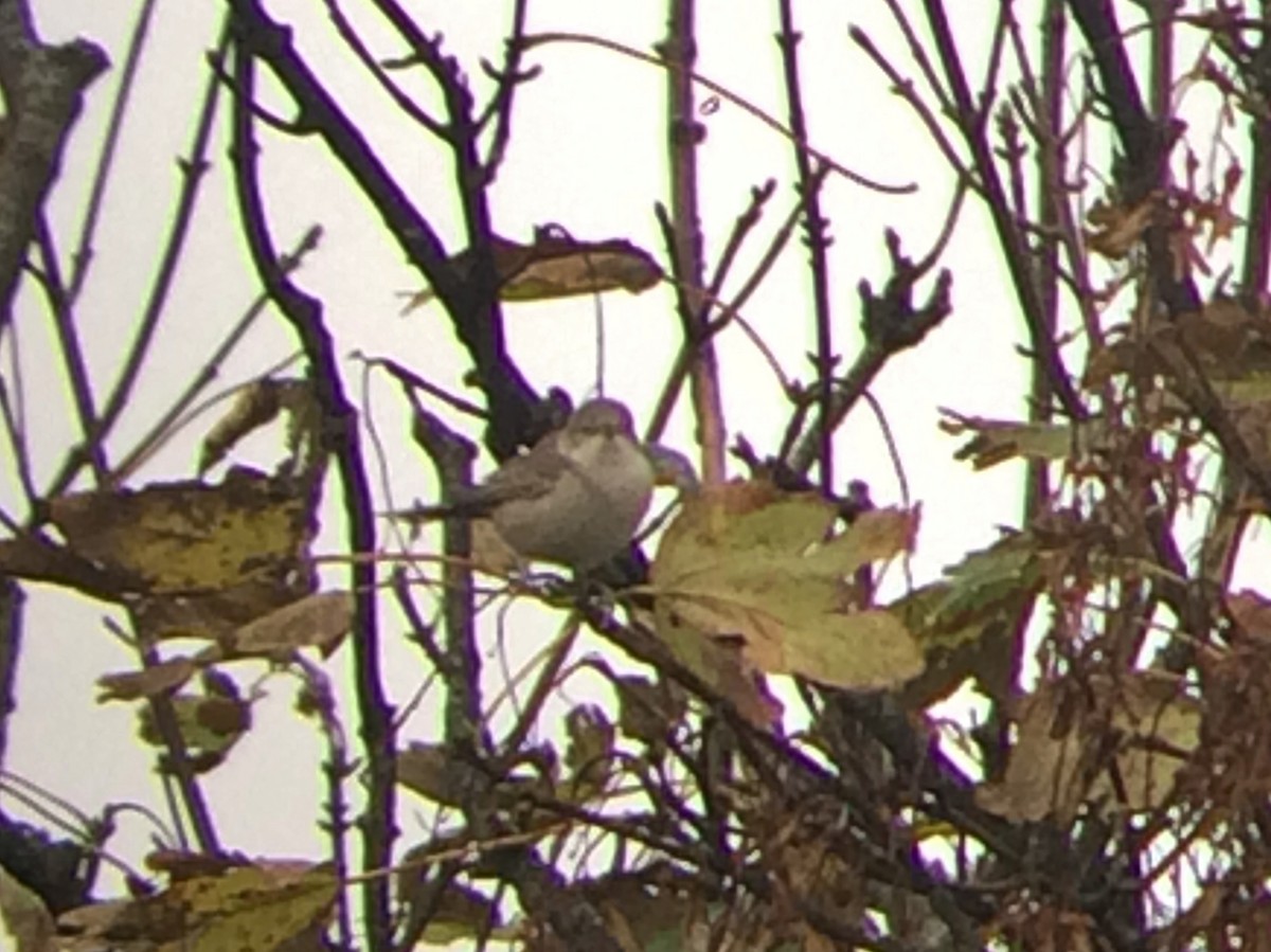 Barred Warbler - Niall Keogh