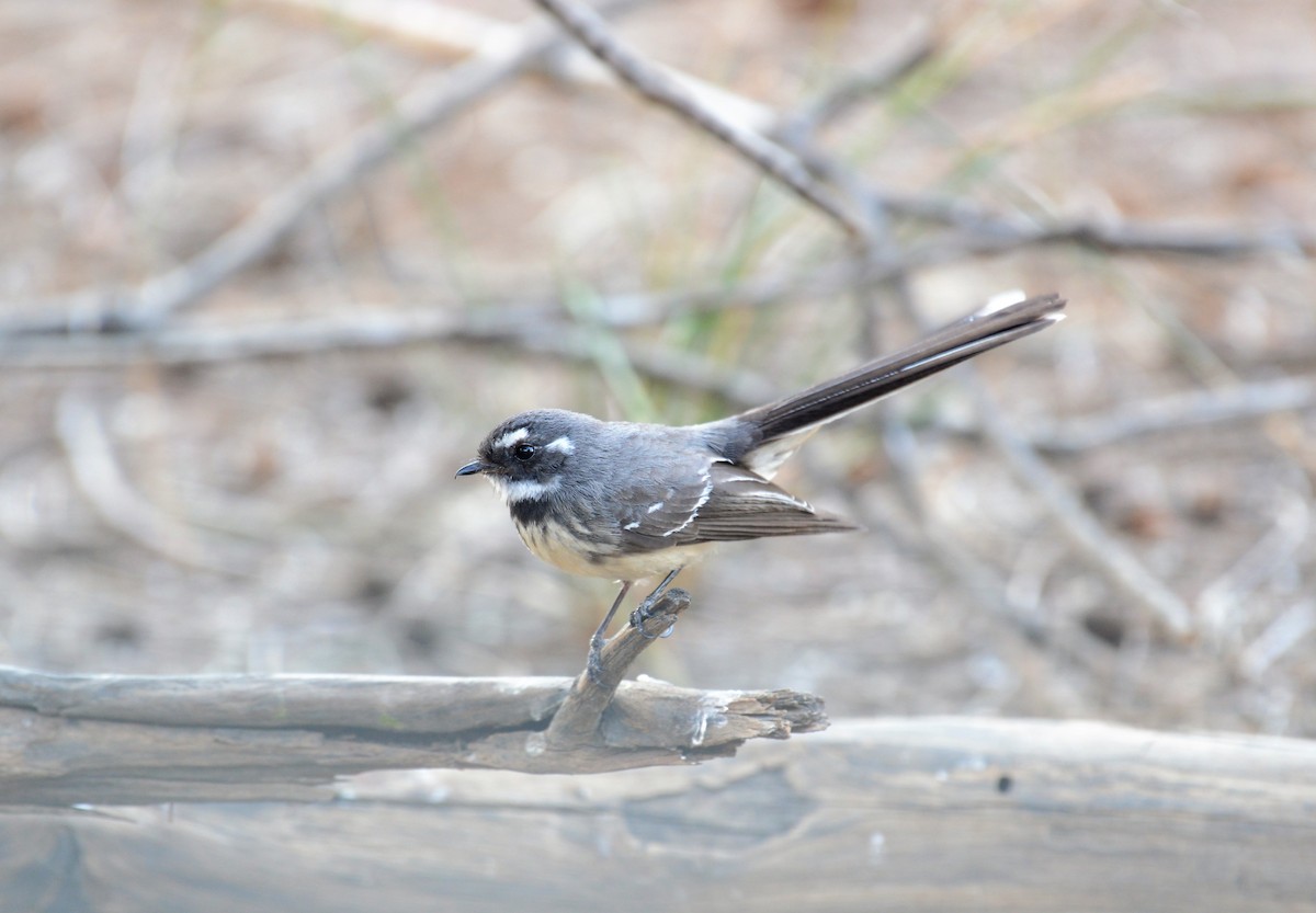 Gray Fantail - David King