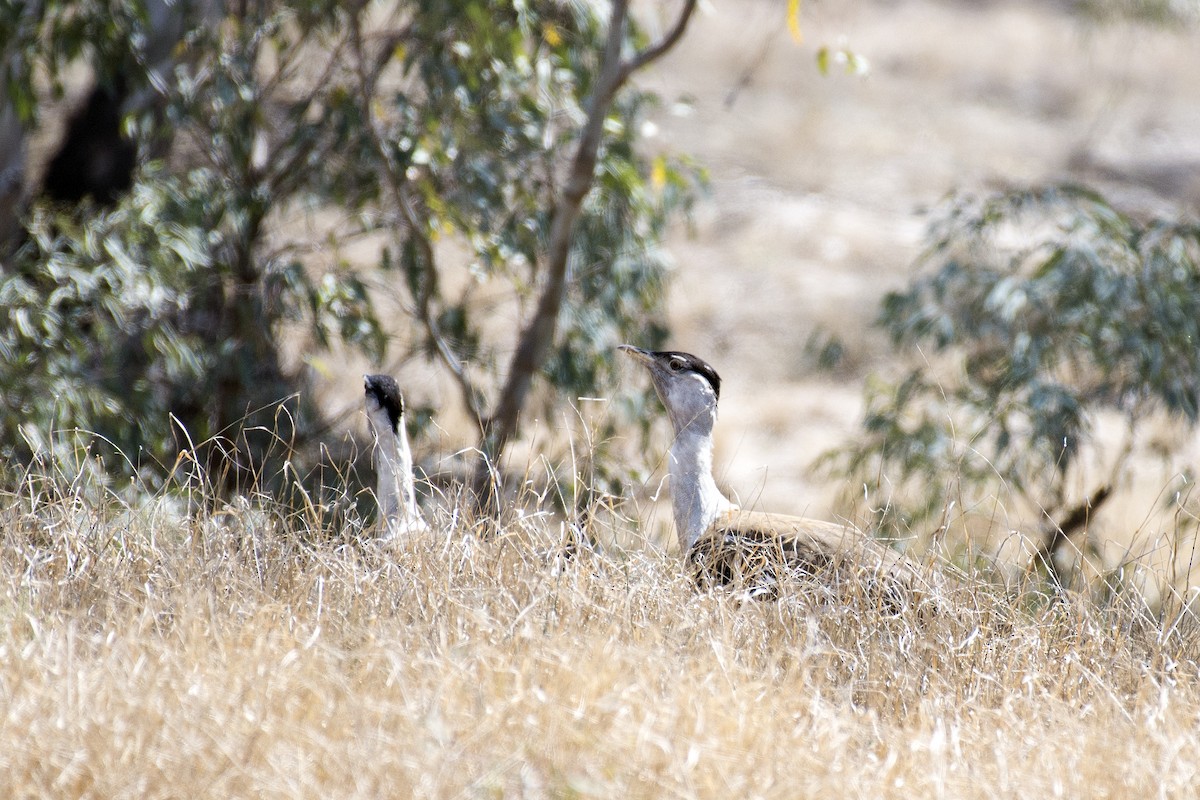 Australian Bustard - ML71520771