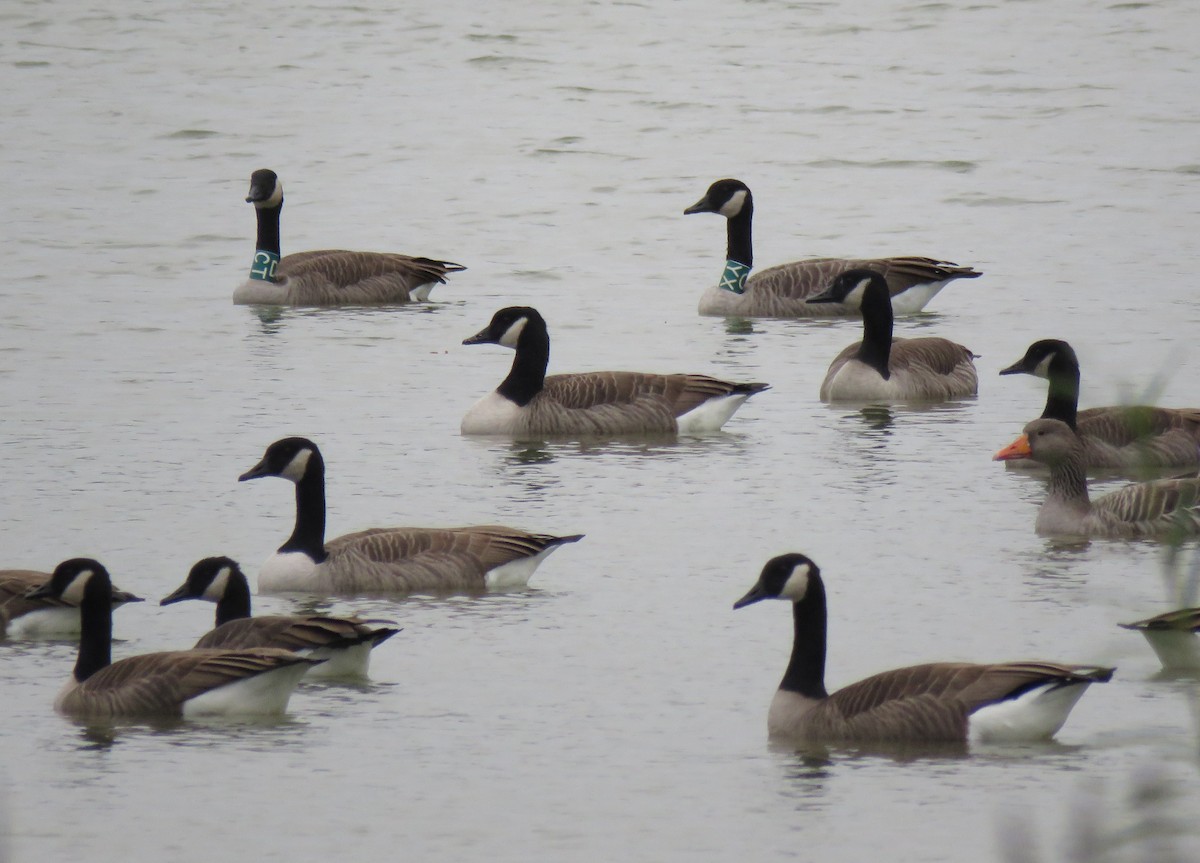 Canada Goose - ML71520881