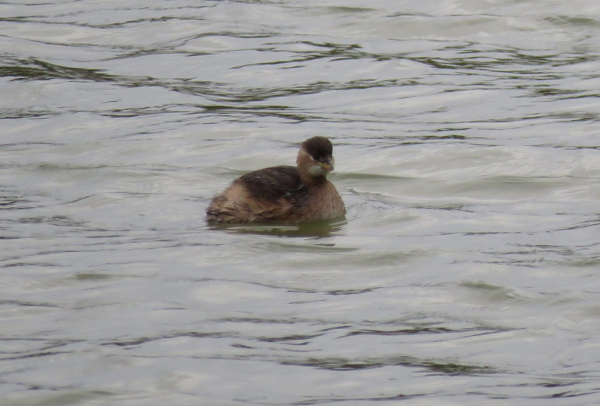 Little Grebe - ML71520921