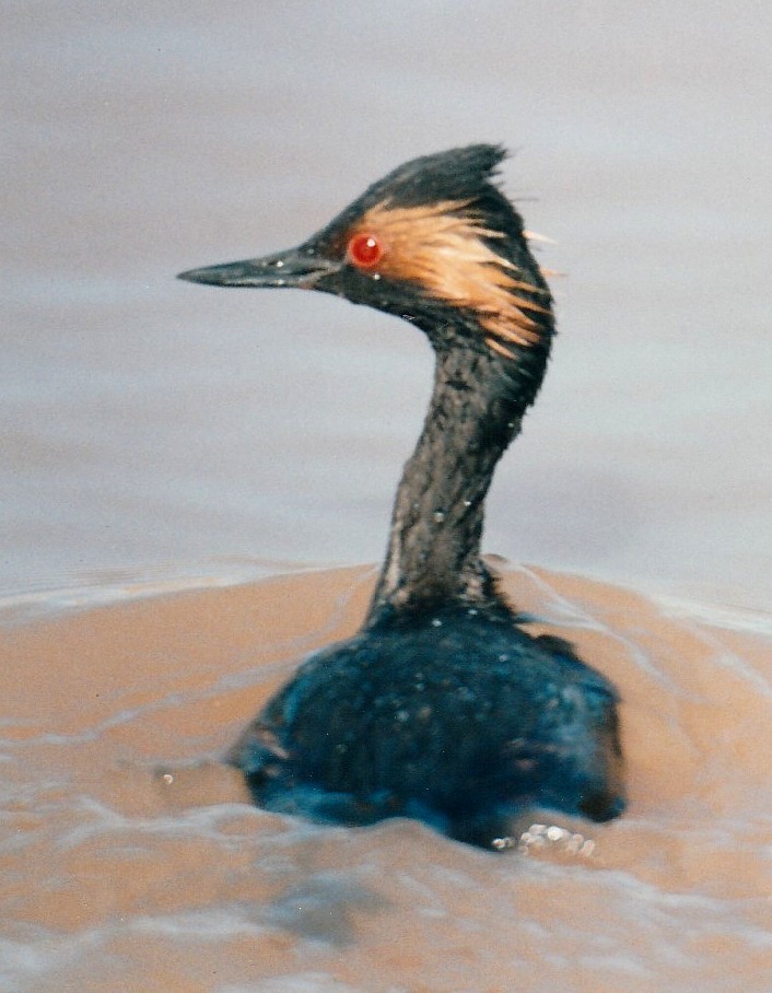 Eared Grebe - ML71525931